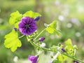 Purple hollyhock, Alcea rosea, blooming