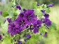 Purple hollyhock, Alcea rosea, blooming