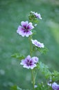 Purple hollyhock flower