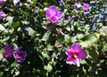 Purple Hollyhock flowers in the garden. Royalty Free Stock Photo