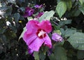 Purple Hollyhock flowers in the garden. Royalty Free Stock Photo
