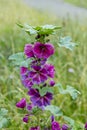 Purple hollyhocks blooming in the park