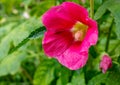 Purple hollyhocks flower blooms closeup Royalty Free Stock Photo