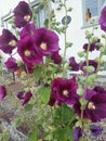 Purple hollyhocks in full bloom.