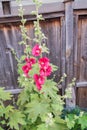 Purple Hollyhocks.