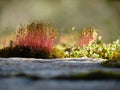 Purple horn toothed moss Ceratodon purpureus with sporophytes in the morning