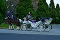 Purple Horse carriage