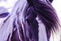 Purple horse portrait
