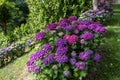 Purple hortensia or hydrangea shrubs hedge in the garden