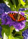 Purple Hortensia flowers and butterfly. Royalty Free Stock Photo