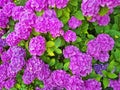 Purple hortensia flowers Royalty Free Stock Photo