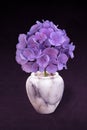 Purple Hortensia Hydrangea blossom. Flowering hortensia in little marble vase