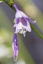 Purple Hosta Flower