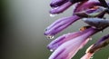 Purple hosta flower petals with drops of water after rain