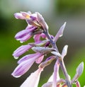 Purple hosta flower petals with drops of water after rain