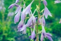 Purple Hosta flowers in the garden, close-up. Floral background.