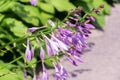 Purple Hosta flowers in the garden, close-up. Floral background.