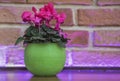 Purple house flowers in a green round pot on a wooden table on a brick wall background Royalty Free Stock Photo