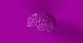 Purple Human brain Anatomical Model