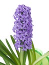 Purple hyacinth