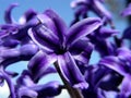 Purple Hyacinth