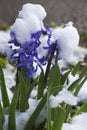 Purple Hyacinth blooms covered with snow. Royalty Free Stock Photo