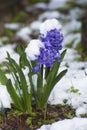 Purple Hyacinth blooms covered with snow. Royalty Free Stock Photo