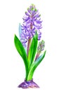 Purple hyacinth with buds, watercolor drawing