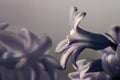 Purple hyacinth flower
