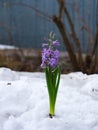 A purple Hyacinth flower growing through the snow Royalty Free Stock Photo