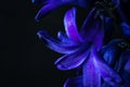 Purple hyacinth flowers close-up. Contrast light, dark background, macro.