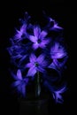 Purple hyacinth flowers close-up. Contrast light, dark background.