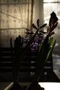 Purple hyacinth flowers in the dark and shadows close up standing at home. Spring blossom indoor Royalty Free Stock Photo