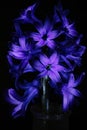 Purple hyacinth flowers in drops of water close-up. Contrast light, dark back, macro.