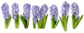 Purple hyacinth flowers isolated on white. Seven objects set