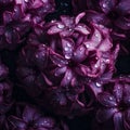 Purple hyacinth flowers with large drops of water, close-up. Lovely spring flower background, Royalty Free Stock Photo