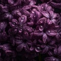 Purple hyacinth flowers with large drops of water, close-up. Lovely spring flower background, Royalty Free Stock Photo