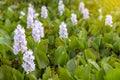 Many purple hyacinth flowers in the countryside. Royalty Free Stock Photo