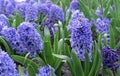 Purple hyacinth Hyacinthus orientalis blooms in the spring garden Royalty Free Stock Photo