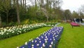 Purple Hyacinth, narcissus and pink Tulips Keukenhof Netherlands Royalty Free Stock Photo