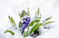 Purple hyacinth in snow