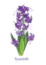 Purple hyacinth spring flower