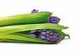Purple Hyacinth spring flowers on white background Royalty Free Stock Photo