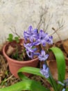 Purple Hyacinth spring primrose with green leaves in nature