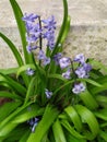 Purple Hyacinth spring primrose with green leaves in nature