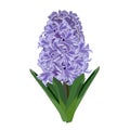 Purple hyacinth. Vector illustration.