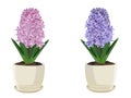 Purple hyacinth. Vector illustration.