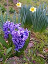 Purple hyacinth and white narcissus I found in Japan