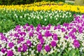 Purple hyacinth, white tulips and yellow narcissus flowers in the garden of Keukenhof, Netherlands Royalty Free Stock Photo