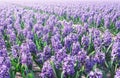 Purple Hyacinthe bulb field Royalty Free Stock Photo